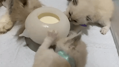 Nursing Milk Bowl